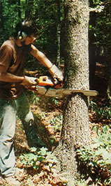 
A MOTHER EARTH NEWS lumberjack demonstrates the technique for felling and sectioning an oak. The woodsman makes his first cut with a Stihl 031, slicing downward at a 30° angle for 1/3 of an oak's diameter on the same side as the direction he wants the tree to fall.  
